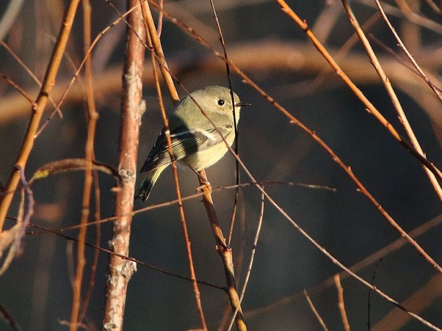 A Ruby-crowned Kinglet in a brief moment of motionlessness.