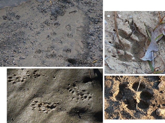 Tracks.  Clockwise from top-left: Racoon, Raccoon, Coyote, Fox Squirrel.