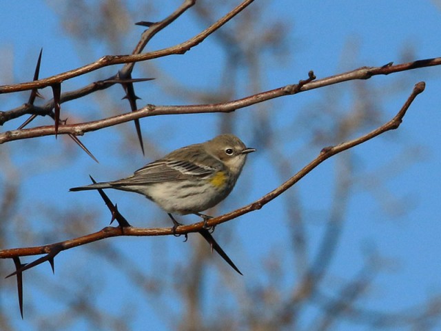 A Yellow-rumped Warbler