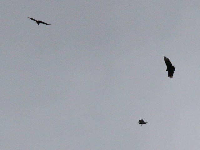 Black Vultures circling overhead.