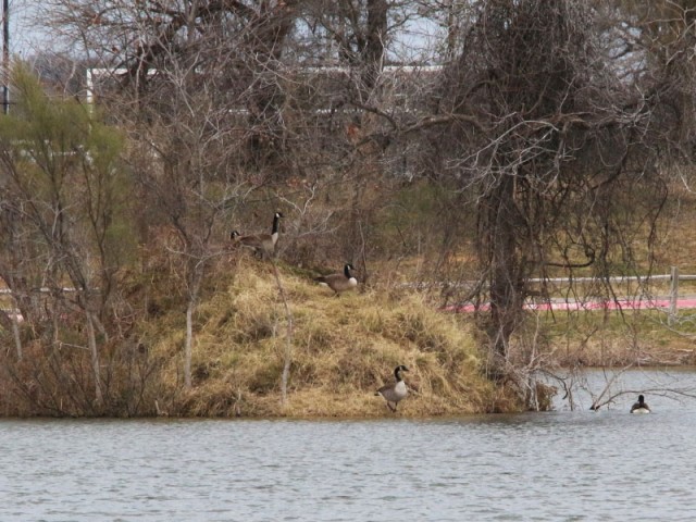 Canada Geese congregating on a small island.