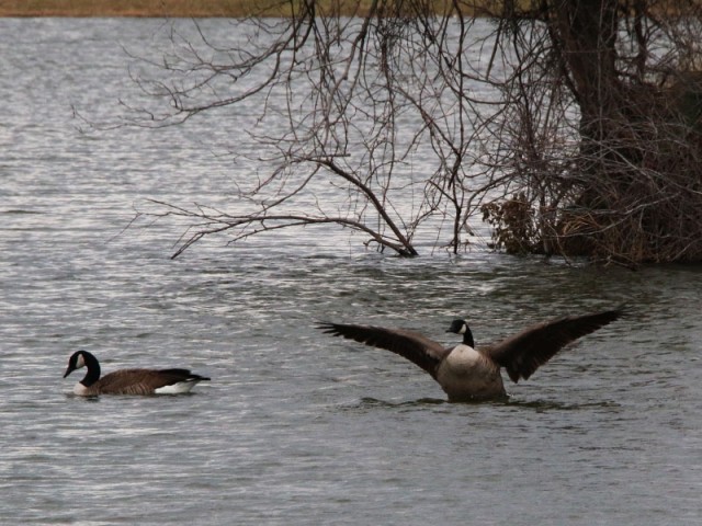 The geese appeared to be pairing up for nesting season.