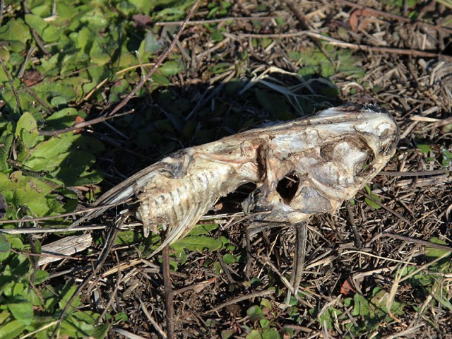 The remains of a catfish.  A possible victim of our friend the Osprey.