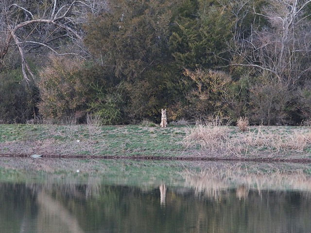 A coyote watching me and Phil from across a small lake.
