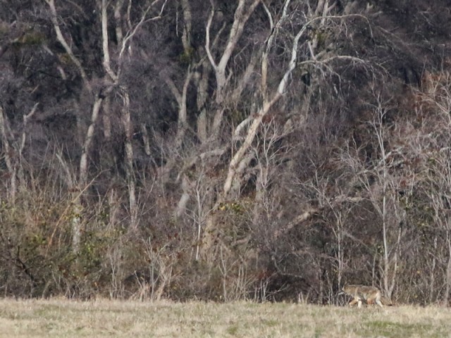 This Coyote was spying on us from over a quarter mile away.  He moved on quickly as soon as he realized he had attracted our attention.
