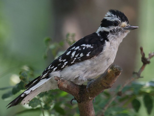 Downy Woodpecker - Female, from Wikimedia Commons