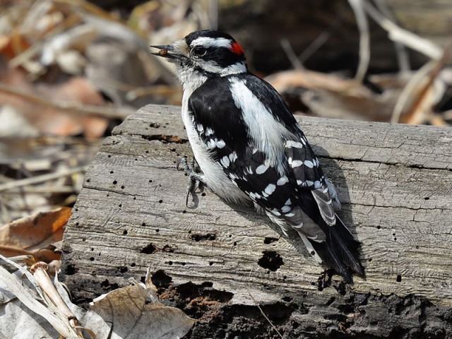 Downy Woodpecker - Male, from Wikimedia Commons