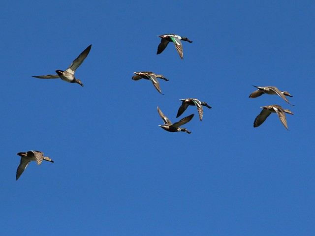 Right to left: A male and female Gadwall, two male and two female Northern Shovelers, and a male and female Northern Pintail all flying together.