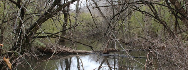A bog located deep in the Trinity River bottomlands.