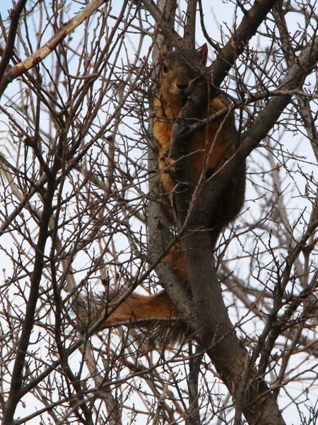 A cautious Fox Squirrel keeping an eye on us as we passed by.