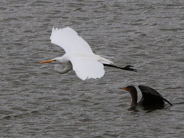 A Great Egret doing a cormorant flyby.