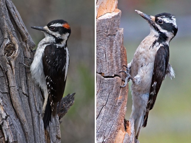 Hariry Woodpecker - Male right and Female left, from Wikimedia Commons