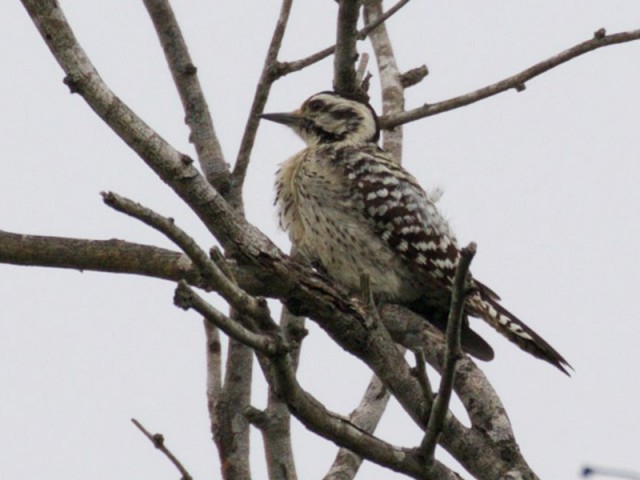 Ladder-backed Woodpecker - Female, from Wikimedia Commons