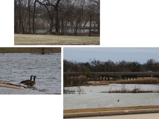 The Trinity River at high water, a pair of Canada Geese near a flooded roadway, and over-banking near Sandy Lake Road.