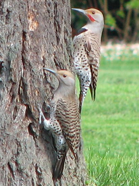 Northern Flicker (Red-shafted - Female left and Male right, from Wikimedia Commons