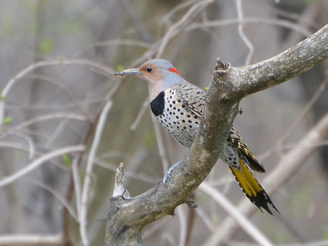 Northern Flicker (Yellow-shafted) - Female, from Wikimedia Commons