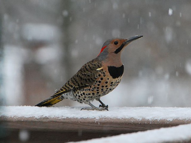 Northern Flicker (Yellow-shafted) - Male, from Wikimedia Commons