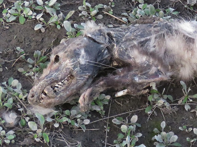 A deceased Virginia Opossum.