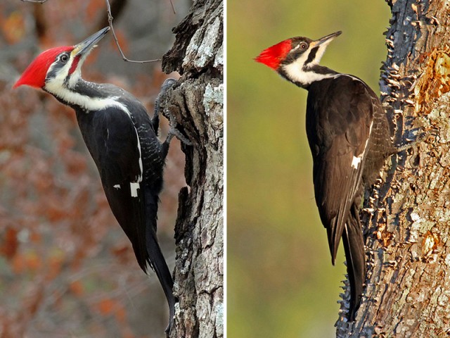 Pileated Woodpecker - Male right and Female left, from Wikimedia Commons