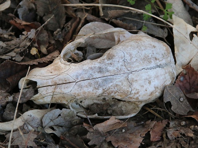 A Raccoon skull.