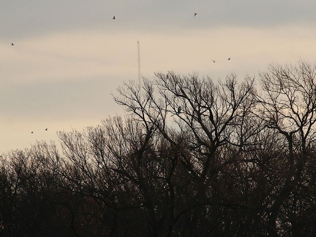 A raptor silhouette.  Could this be the Bald Eagle again?