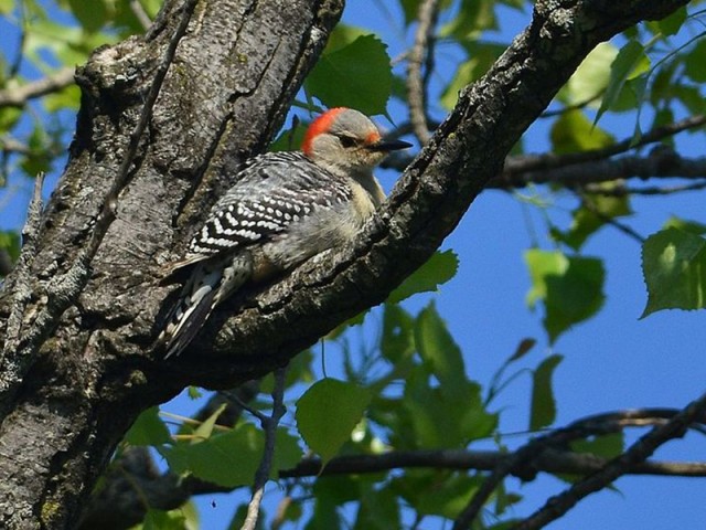 Red-bellied Woodpecker - Female, from Wikimedia Commons