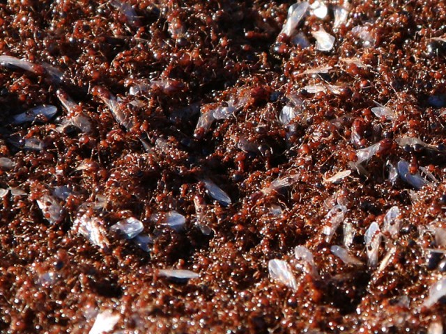 A closer look at the floating mass of ants.