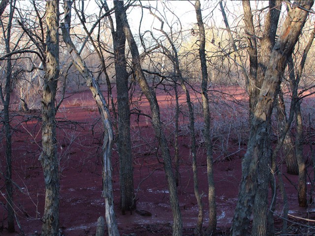 An unexpected field of crimson observed through the trees.