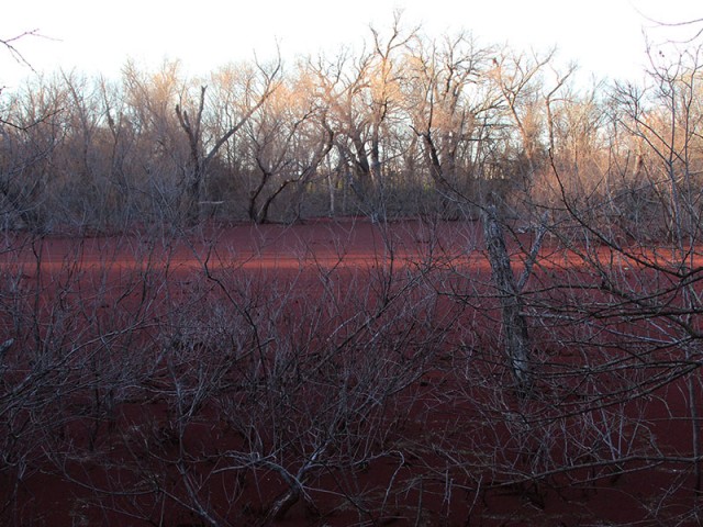 A pond of red deep in the Elm Fork bottomlands.