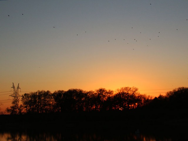 Ring-billed Gulls following the river northward toward Lewisville Lake.