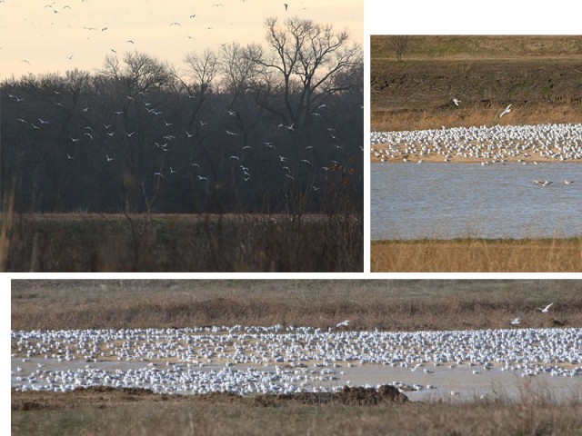 Early one morning I noticed a large number of Ring-billed Gulls stirred into flight near the woods.  When I stopped by later in the morning, I found hundreds of gulls congregating on a shallow lake.