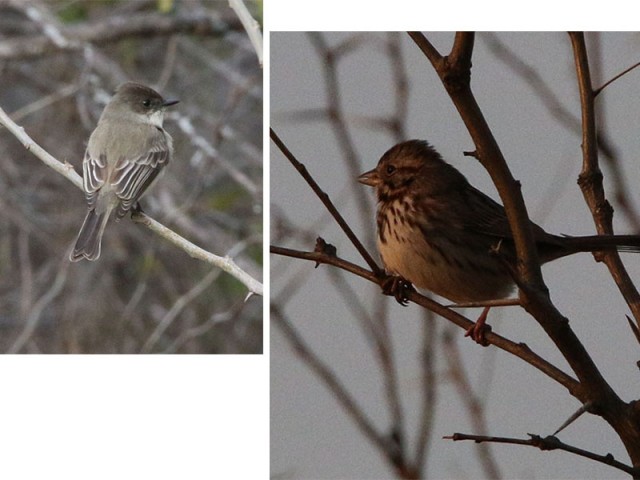 Eastern Phoebe left.  Song Sparrow right