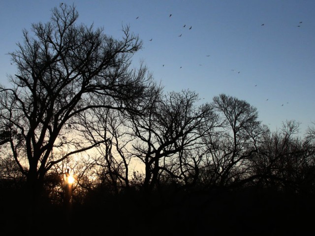 Early morning sunlight breaks through the trees.