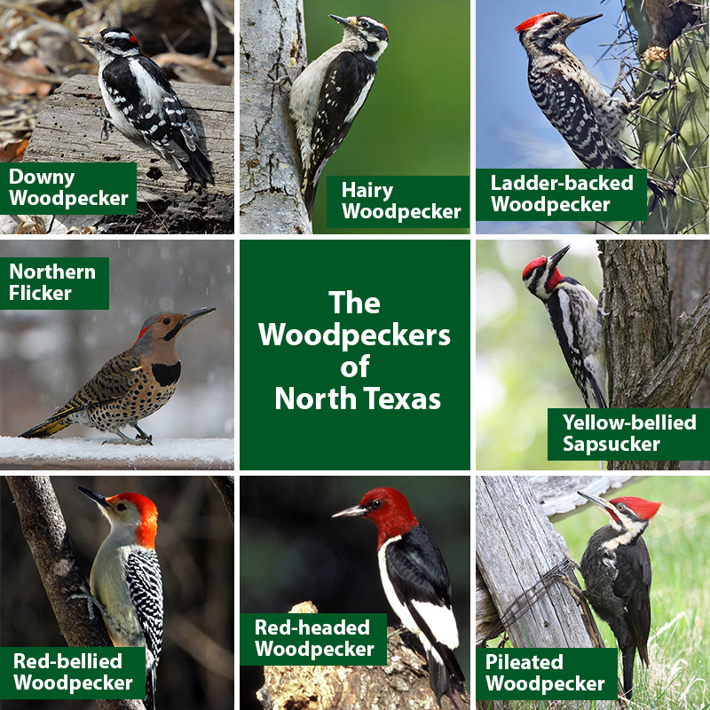 Woodpecker Size Chart