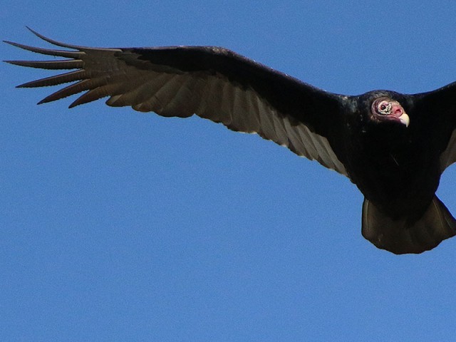 A sharp-eyed Turkey Vulture
