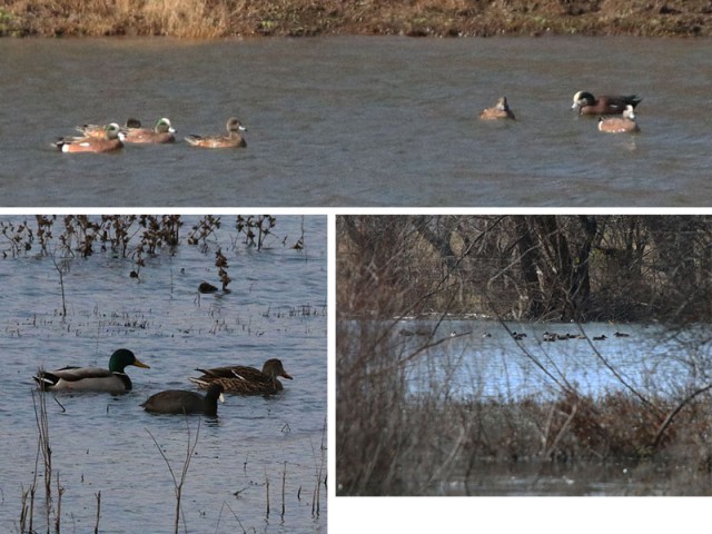 The ducks of winter.  Counterclockwise from the top:  American Wigeons, Northern Shovelers in a shallow pond, and a male and female Mallard with an American Coot.