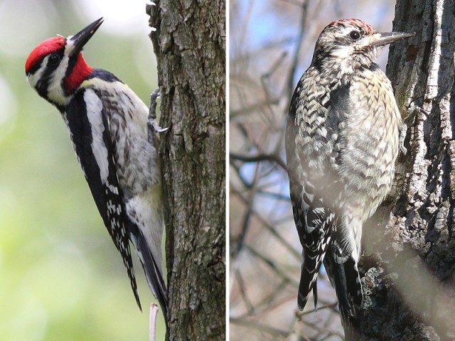Yellow-bellied Sapsucker - Male right and Female left, from Wikimedia Commons