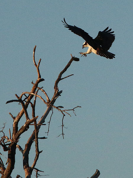 The Osprey, also known as the Fish Eagle.