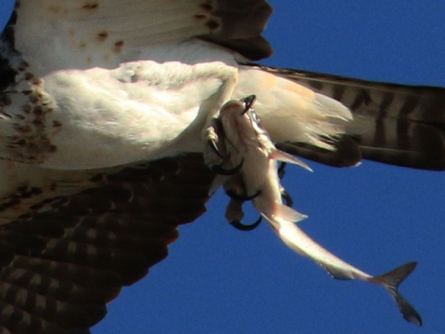 Notice how long the Osprey's talons are.
