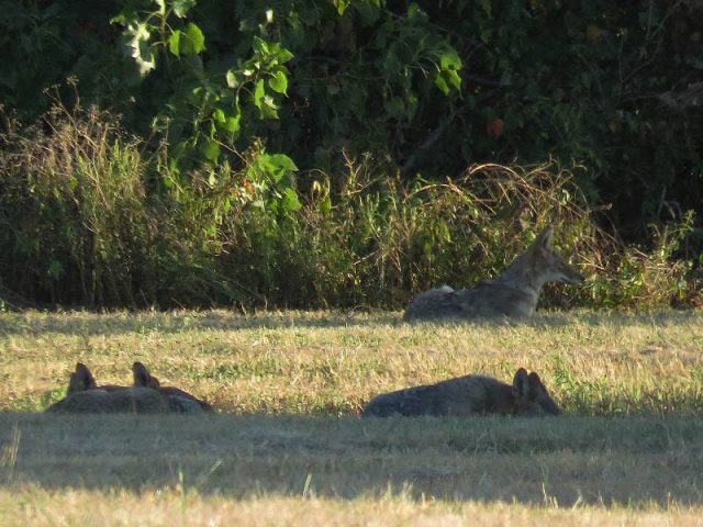 A family group of Coyotes lounging in the late afternoon sun.