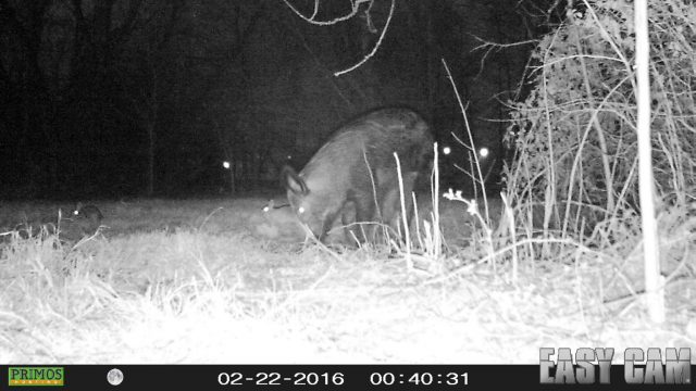Feral Hog withe cottontail rabbits.