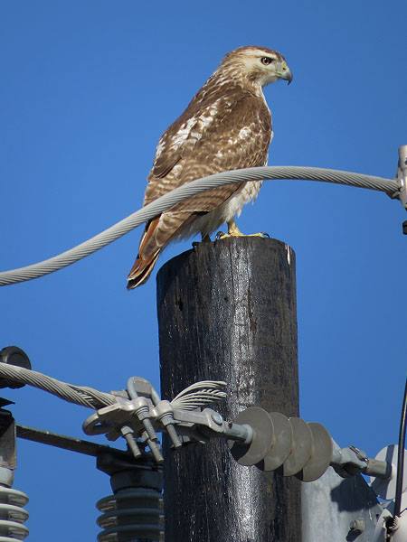 A Red-tailed Hawk searching for rabbits.