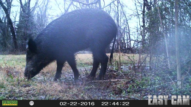 Here he is!  A Feral Hog in the most unexpected of places.