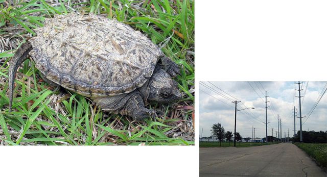 Juvenile Common Snapping Turtle was found trying to cross this road.