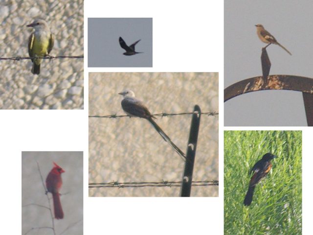 Clockwise from the top right:  Western Kingbird, Common Nighthawk, Northern Mockingbird, Orchard Oriole, Scissor-tailed Flycatcher, Northern cardinal.