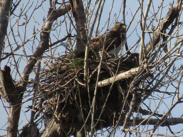 The female redtail refurbing the nest.