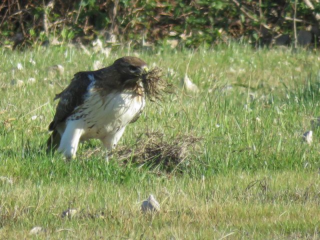 The male hawk on the ground collecting nesting materials.
