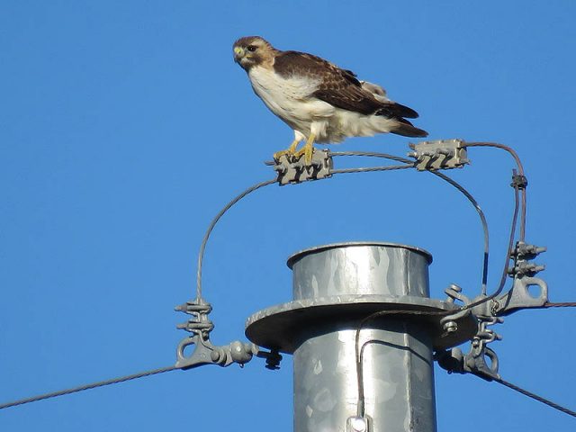 Here she is on top of a utility tower.