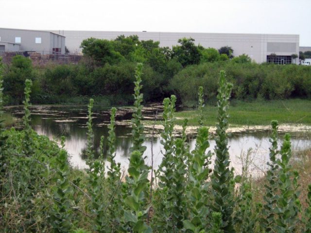 Business park Beaver pond, August 2009—Garland, Texas