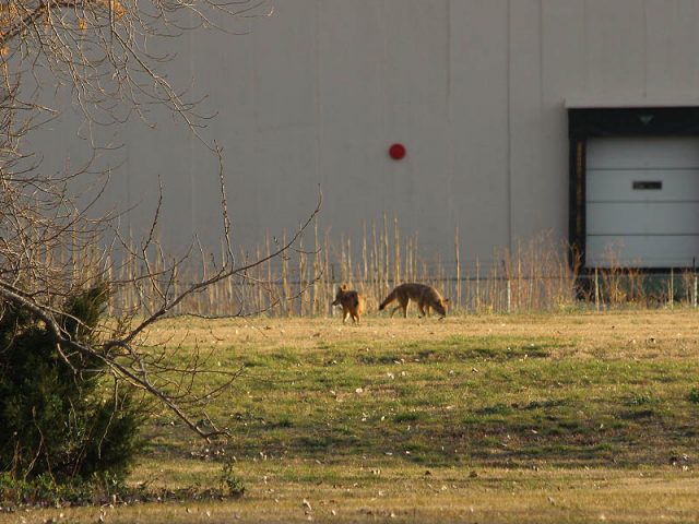 Coyotes hunting along a fence line.
